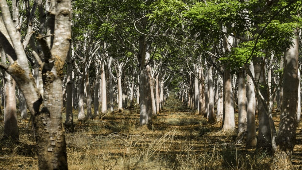 Click to view all images Douglas-daly NT 0822 - Image 3