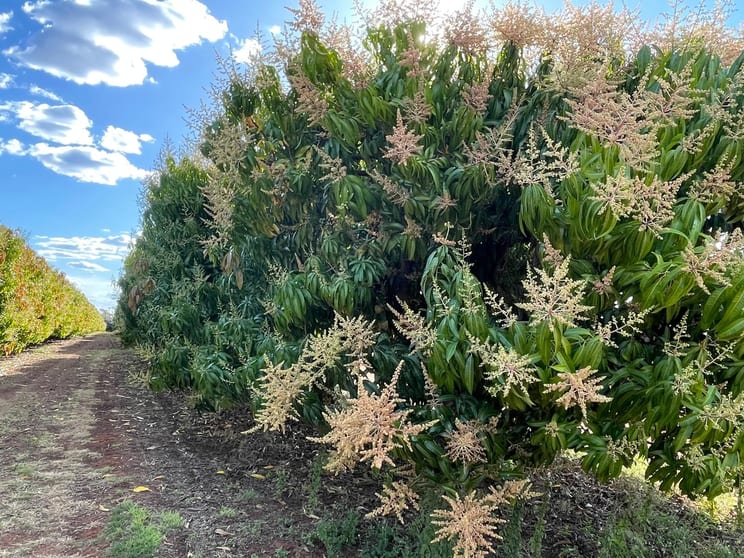 Click to view all images 0 Foxalicious Farm Katherine NT 0850 - Image 4