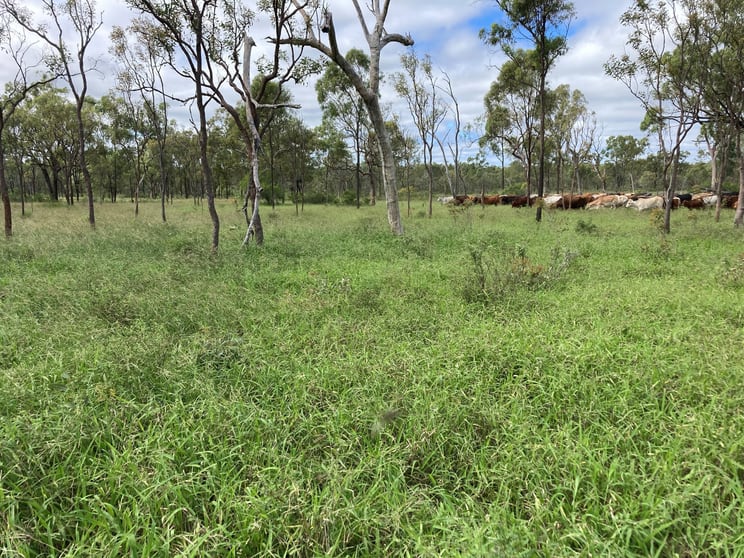 Click to view all images 3153 Bluff Road Seventy Mile QLD 4820 - Image 2