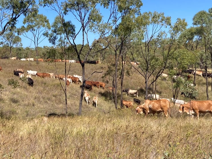Click to view all images 3153 Bluff Road Seventy Mile QLD 4820 - Image 3