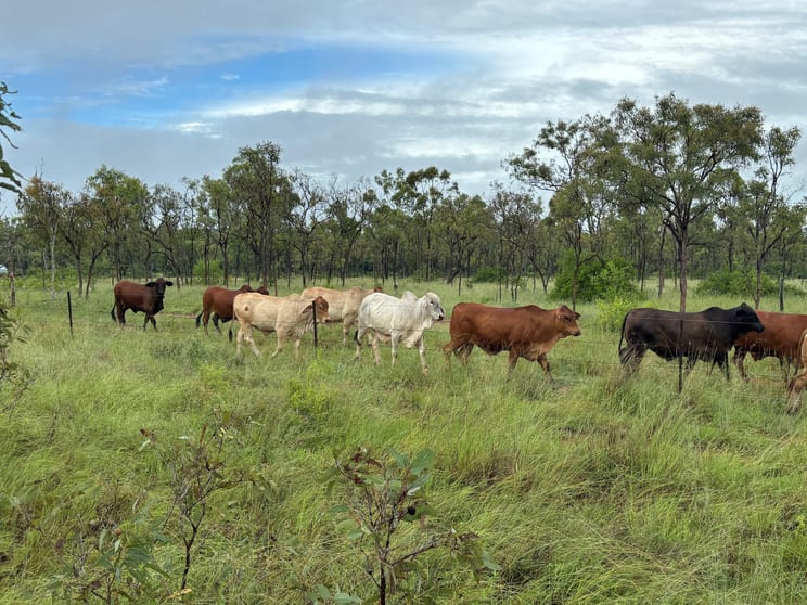 Click to view all images 3153 Bluff Road Seventy Mile QLD 4820 - Image 4
