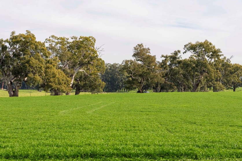 Click to view all images 874 Oura Road Wagga Wagga NSW 2650 - Image 5
