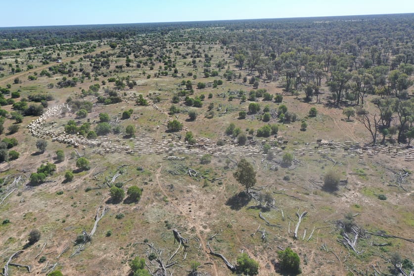 7040 Woolerina Road Bollon QLD 4488 - Image 1