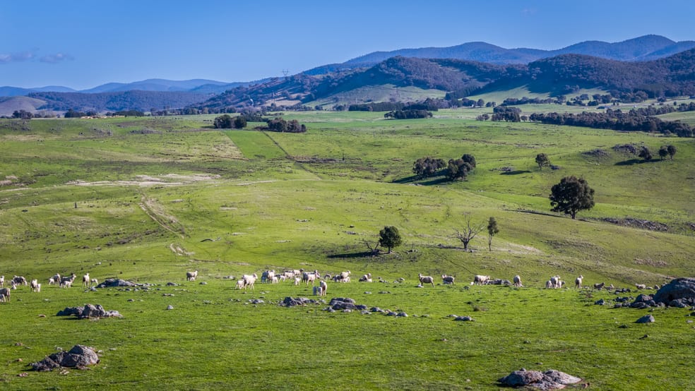Click to view all images 1521 Mountain Creek Road Uriarra NSW 2611 - Image 5