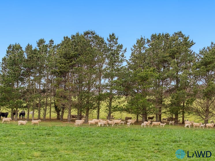 726 Goulburn Road Boro NSW 2622 - Image 4