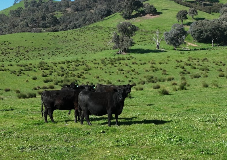 5695 Melba Highway Yea VIC 3717 - Image 5