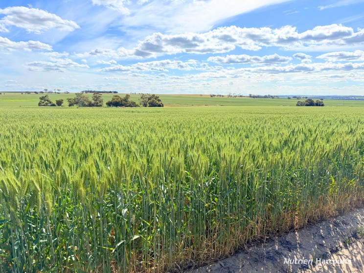 Click to view all images "Mirrabinda" Lot 3882 Brooksbank Road Cunjardine WA 6401 - Image 1