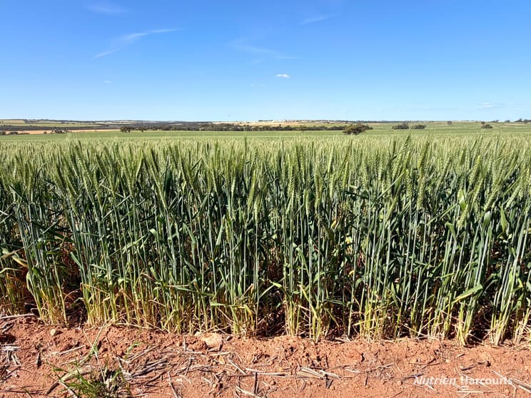 Click to view all images "Mirrabinda" Lot 3882 Brooksbank Road Cunjardine WA 6401 - Image 3