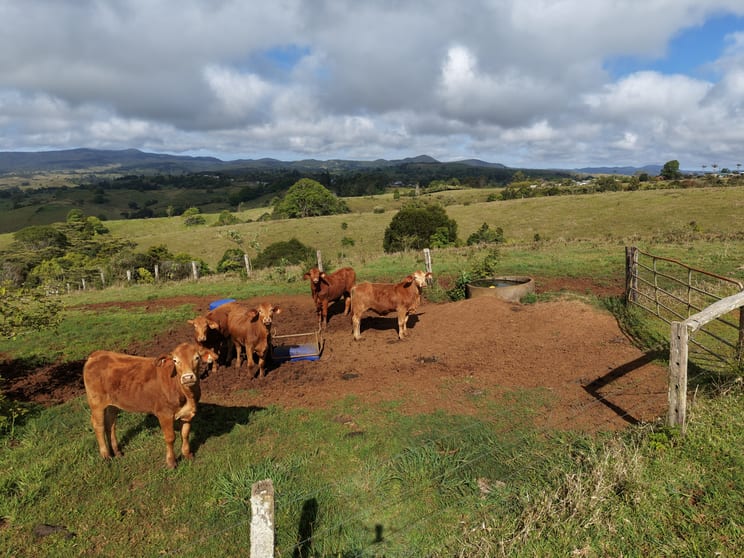 Click to view all images 5359 Palmerston Highway Millaa Millaa QLD 4886 - Image 3