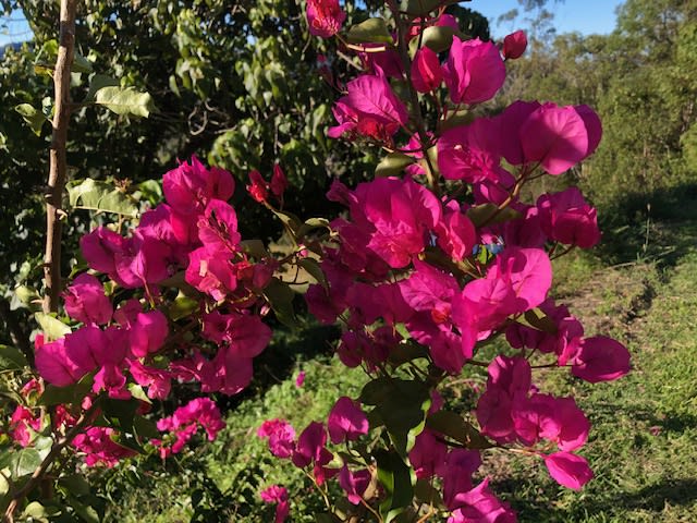 Click to view all images Mullumbimby NSW 2482 - Image 2