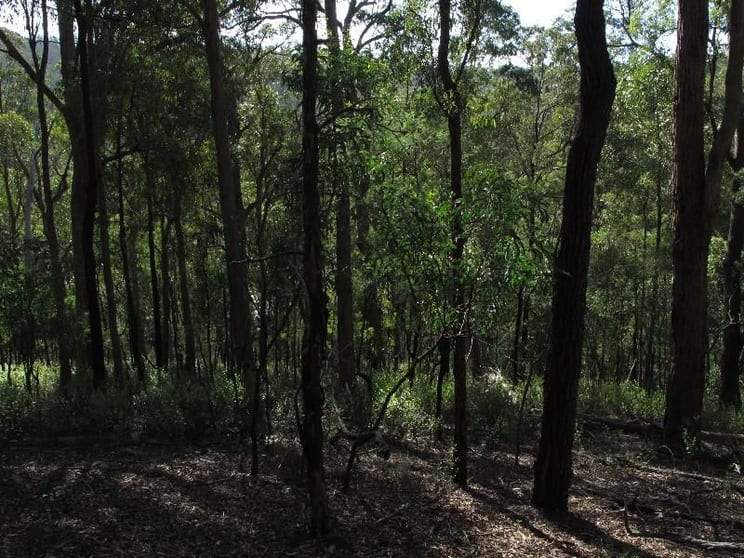Click to view all images Lot 1 Wallagaraugh Road Wallagaraugh VIC 3891 - Image 2