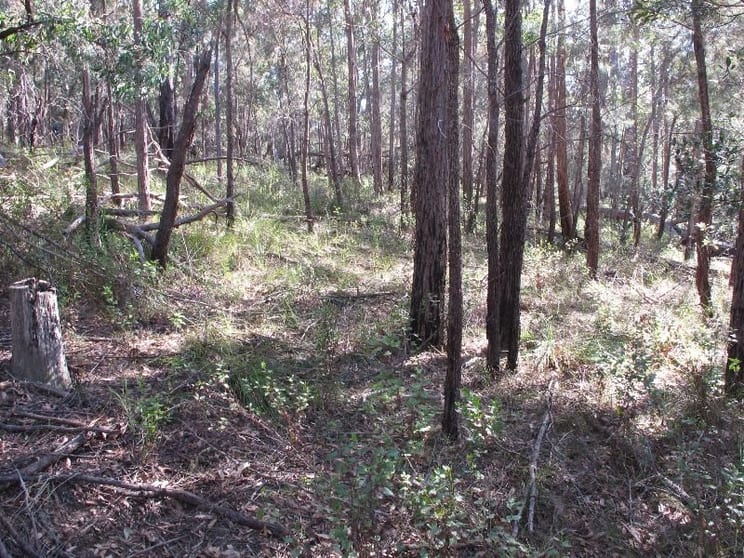 Click to view all images Lot 1 Wallagaraugh Road Wallagaraugh VIC 3891 - Image 3
