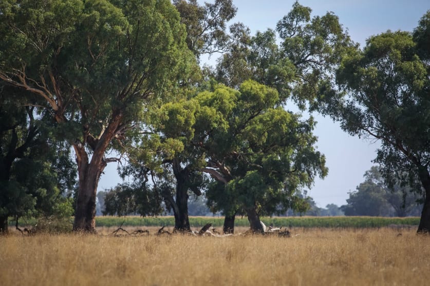 Click to view all images .. Teagues Road Peechelba East VIC 3678 - Image 2