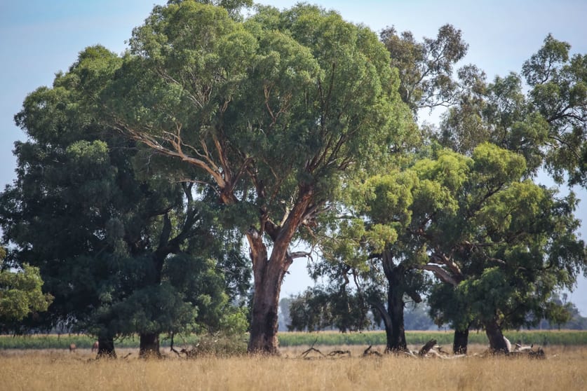 Click to view all images .. Teagues Road Peechelba East VIC 3678 - Image 3