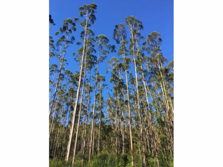 Click to view all images Lot 4 Elmar Road Wootton NSW 2423 - Image 3