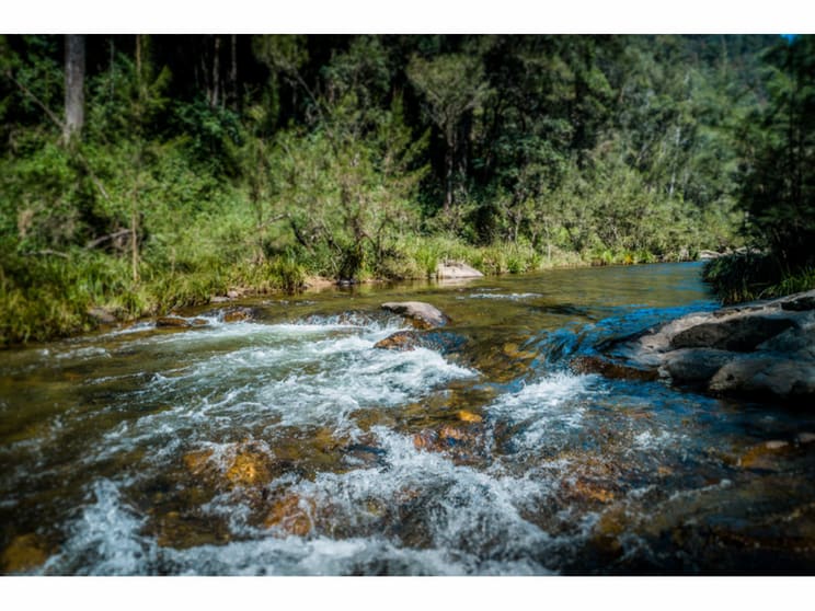 2240 Darkwood Road Bellingen NSW 2454 - Image 3