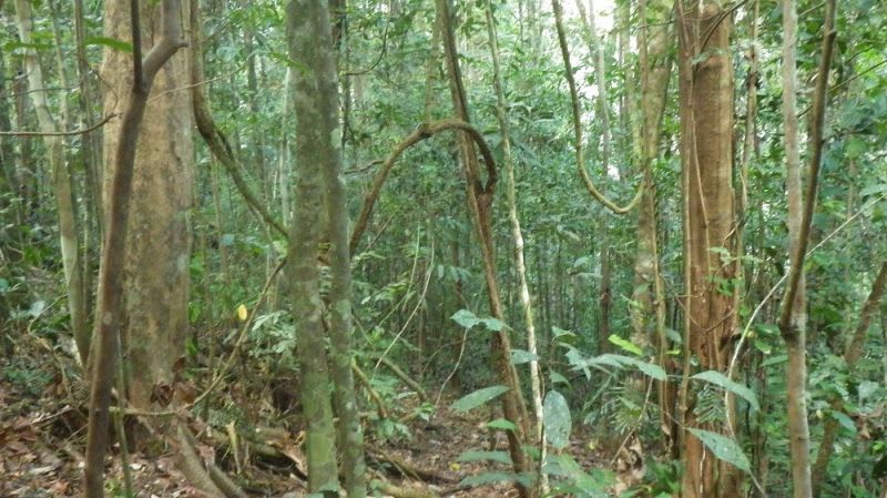 Ellinjaa QLD 4886 - Image 3