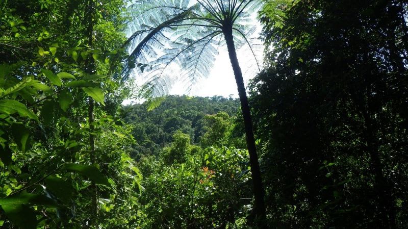 Ellinjaa QLD 4886 - Image 2
