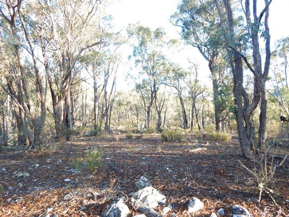 Lot 36 Good Good Fire Trail Jerangle NSW 2630 - Image 1