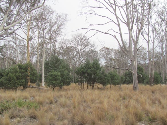 Click to view all images "Trap Hut" Meadsfield Road Bothwell TAS 7030 - Image 3