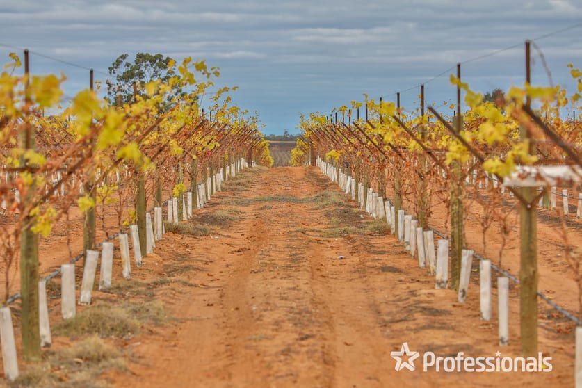 Click to view all images 135 Boobook Avenue Red Cliffs VIC 3496 - Image 3