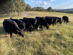 4856 Oallen Ford Road Bungonia NSW 2580 - Image 2