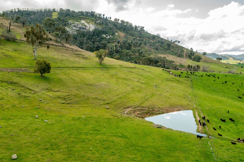 Click to view all images River Road Jingellic NSW 2642 - Image 1