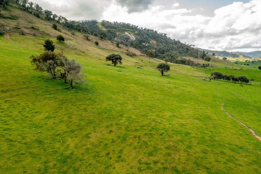 Click to view all images River Road Jingellic NSW 2642 - Image 3