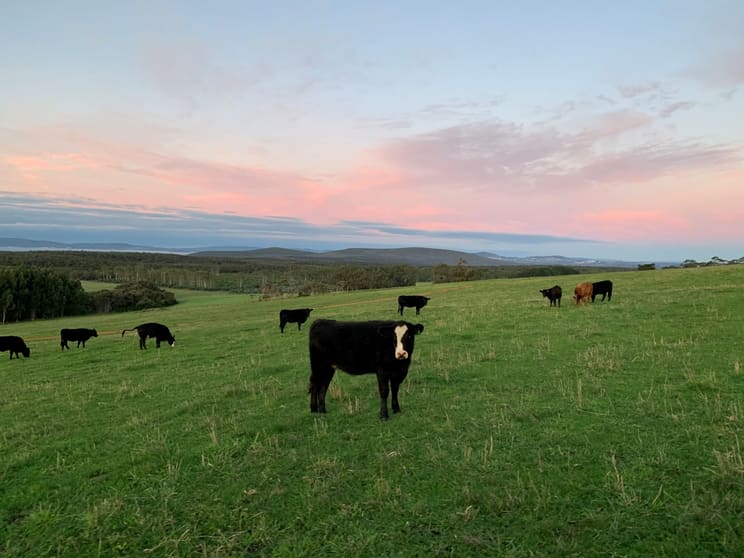 Lot 2 Mount Richard Road Kalgan WA 6330 - Image 2