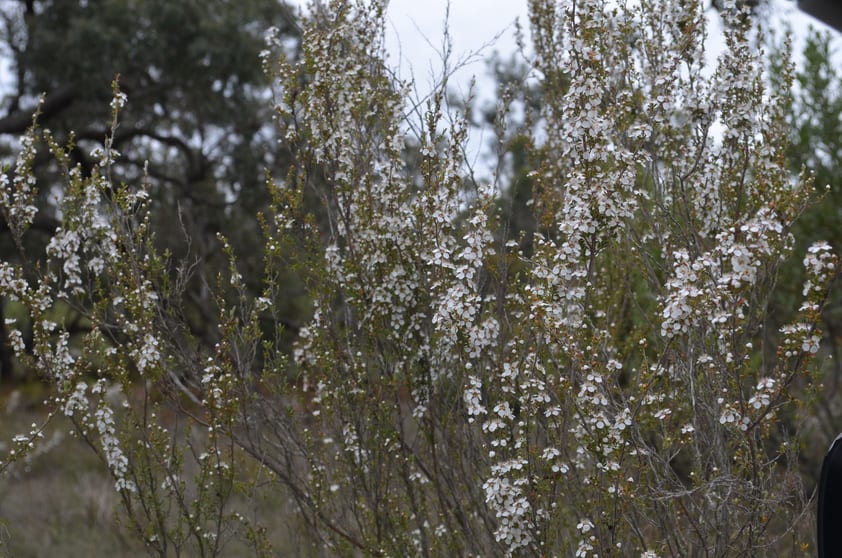 Click to view all images Lot 1 Kennys Road Naracoorte SA 5271 - Image 1