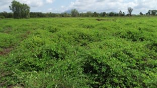 Click to view all images Lot 9 Bowen Developmental Road Bowen QLD 4805 - Image 1