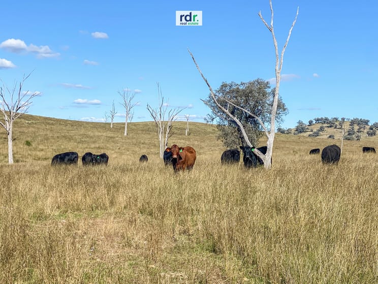 Click to view all images 557 Pindari Dam Road Inverell NSW 2360 - Image 3