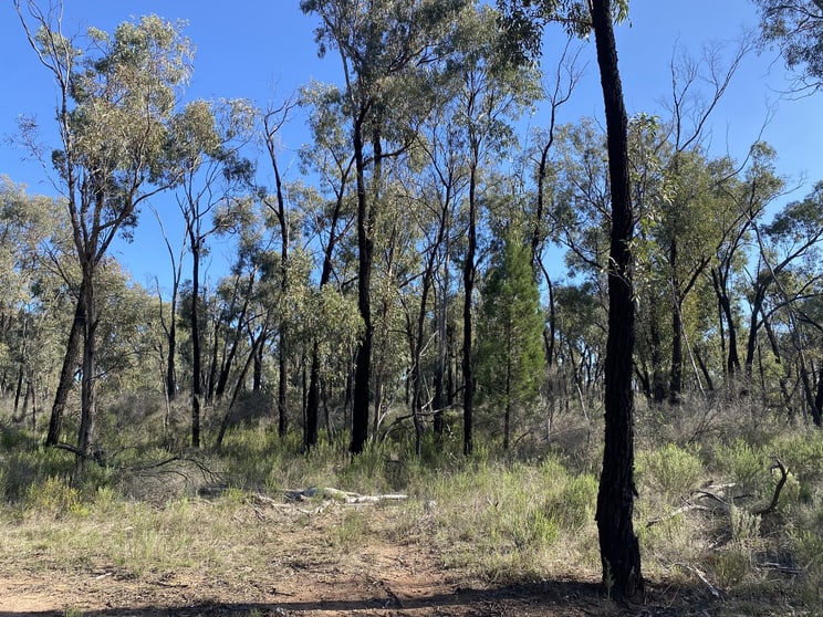 Lot 16, 2111 Carlisle Road Fifield NSW 2875 - Image 2