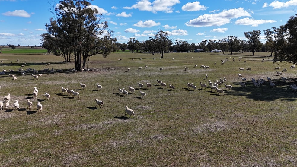 Click to view all images 987 Boorr Hills Road Parkes NSW 2870 - Image 1