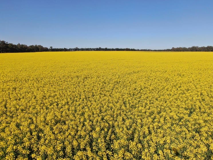 'Warri', 6611 Newell Highway Ardlethan NSW 2665 - Image 2