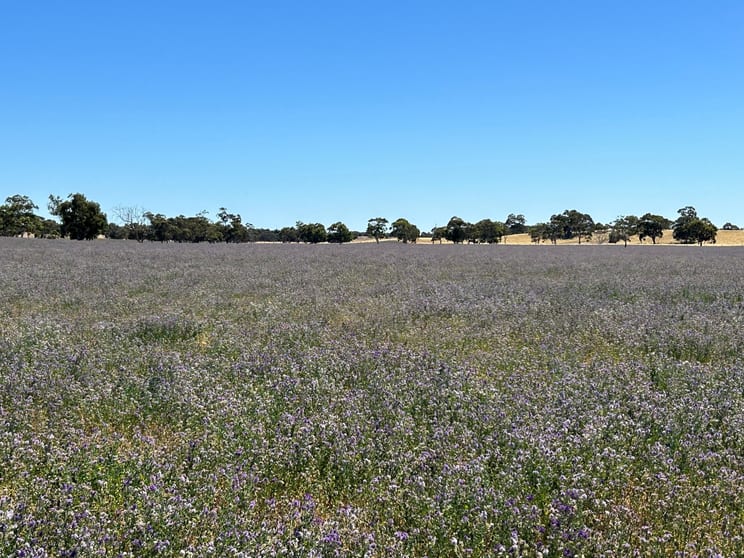 Click to view all images 9653 Dukes Highway Tintinara SA 5266 - Image 2