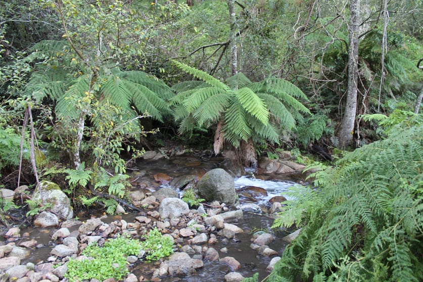 Lot 2 Off Neringla Road Braidwood NSW 2622 - Image 1