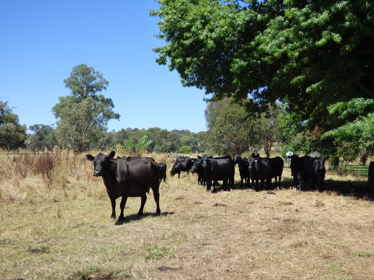 Click to view all images Lot 2 Whorouly South Rd Whorouly South VIC 3735 - Image 3