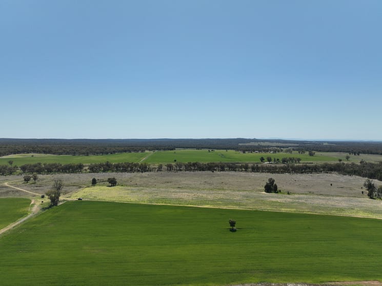 142 Sawpit Creek Road Gunnedah NSW 2380 - Image 3