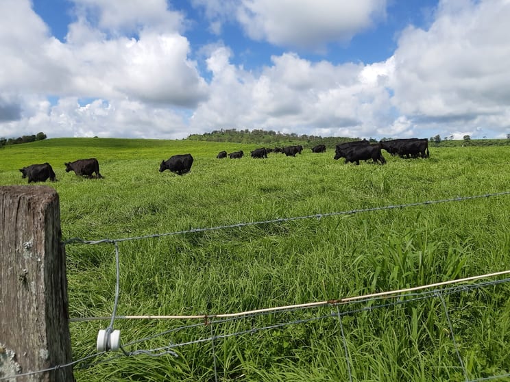 Click to view all images 59 Thornville Range Road Thornville QLD 4352 - Image 2