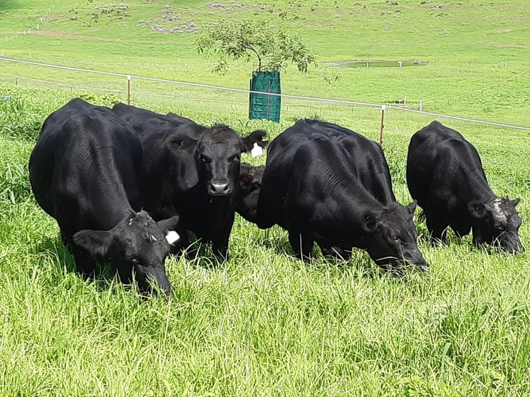 Click to view all images 59 Thornville Range Road Thornville QLD 4352 - Image 3
