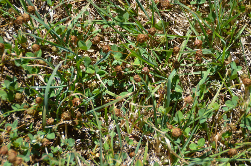 Click to view all images 152 Willigobung South Spur Rd Tumbarumba NSW 2653 - Image 2