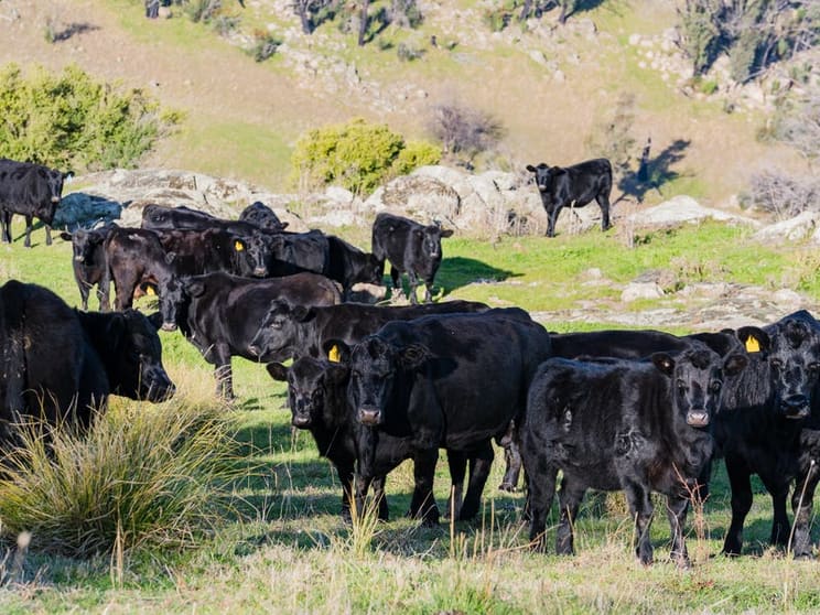 Click to view all images Tombonda Munderoo-Ournie Road Tumbarumba NSW 2653 - Image 3