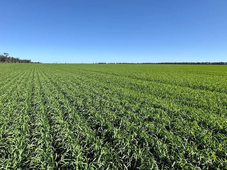 Terlings Newell Highway Moree NSW 2400 - Image 2