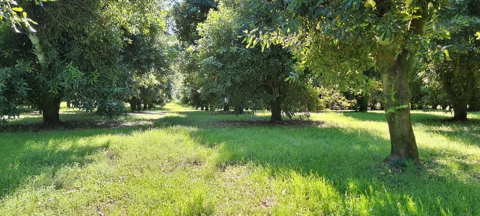 161 Fletcher Road Dunoon NSW 2480 - Image 3