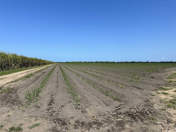 Lot 1 Davidson Road & Henry Road Euramo QLD 4854 - Image 1