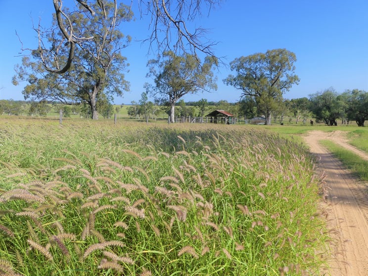 Click to view all images 'Omeo' 1183 Westgrove Road Injune QLD 4454 - Image 3