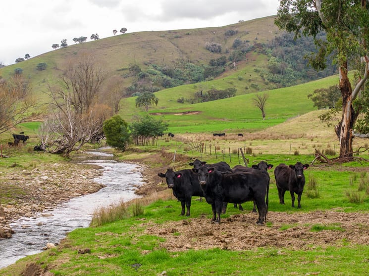 'Rockview' 400 Horse Creek Road Jingellic NSW 2642 - Image 2