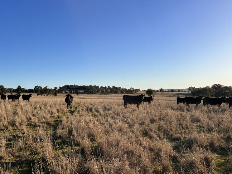 Vera Farm Loch Lomond Road Gooloogong NSW 2805 - Image 2
