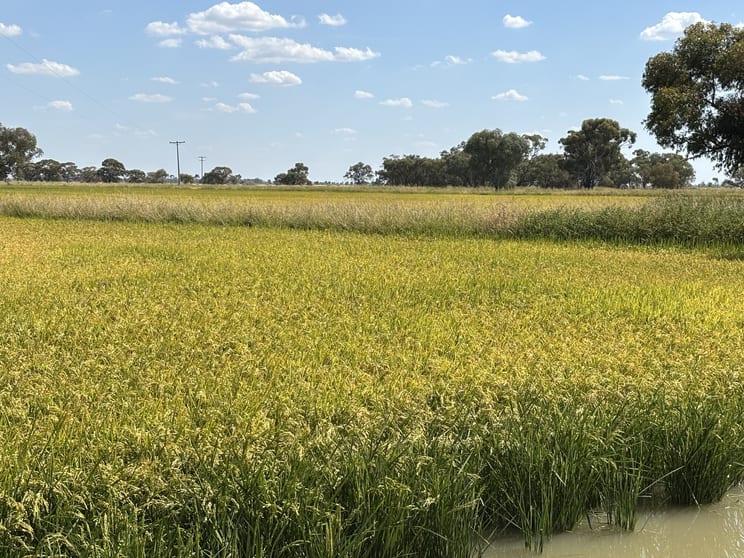 495 Burraboi Road Barham NSW 2732 - Image 3